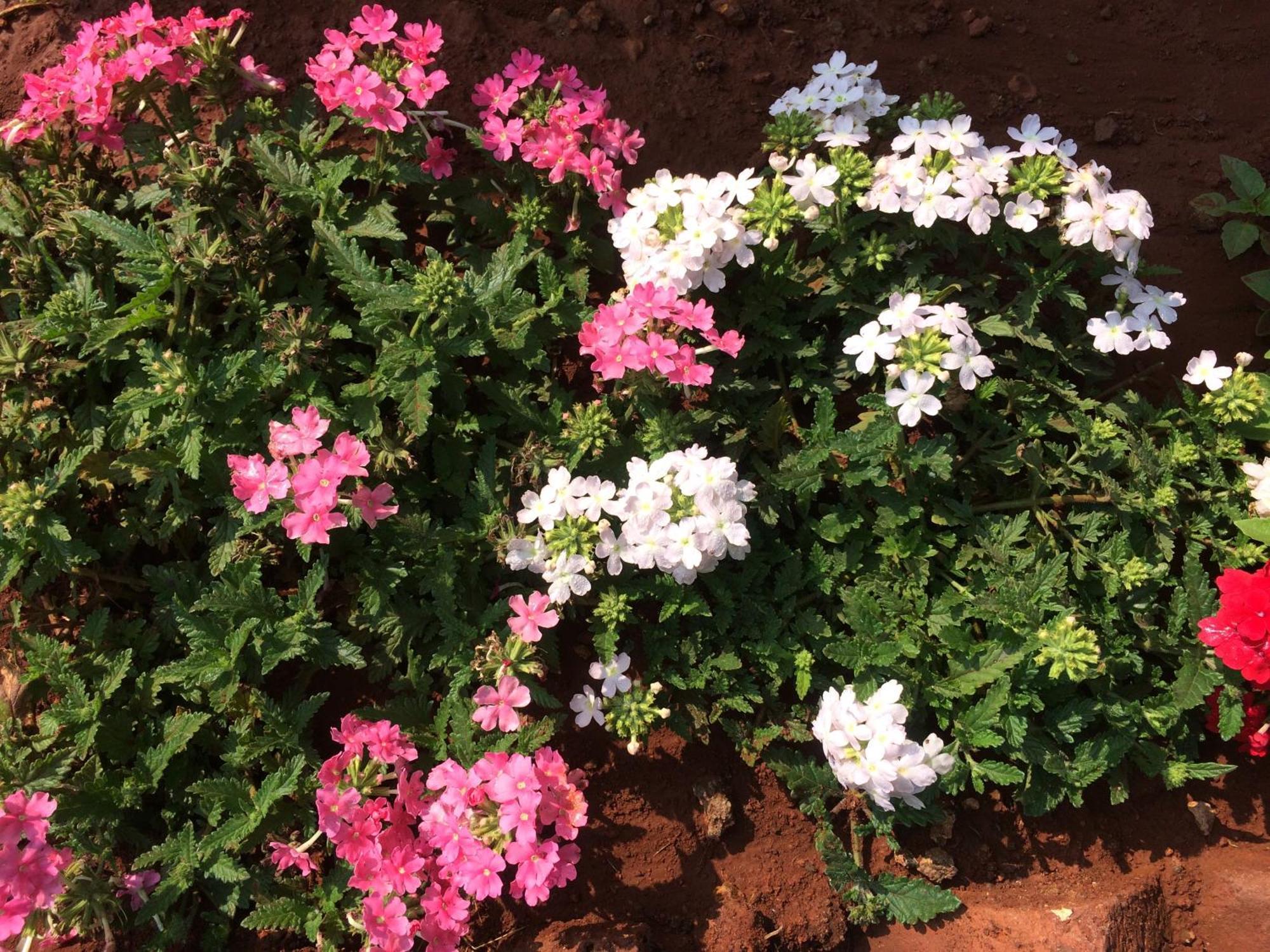 The Royal Heritage Mahabaleshwar Exterior photo